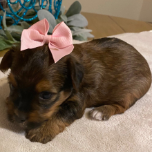 Yorkshire Terrier Puppy Sophia