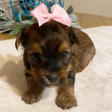 Yorkshire Terrier Puppy Sophia