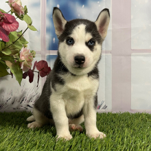Siberian Husky Puppy Vance