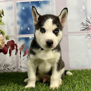 Siberian Husky Puppy Vance