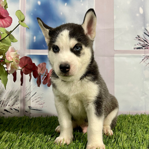 Siberian Husky Puppy Vance