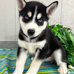 Siberian Husky Puppy Twila