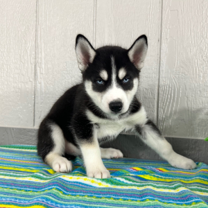 Siberian Husky Puppy Twila