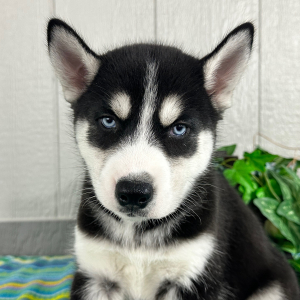 Siberian Husky Puppy Twila