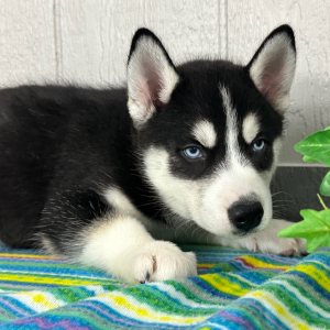 Siberian Husky Puppy Twila