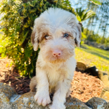 Labradoodle Puppy Kelvin