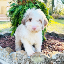 Labradoodle Puppy Kelvin