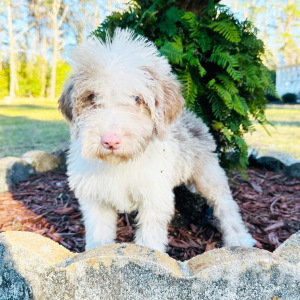 Labradoodle Puppy Kelvin