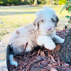 Labradoodle Puppy Kelvin