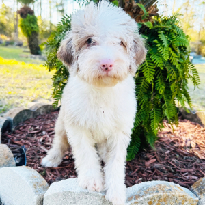 Labradoodle Puppy Kelvin