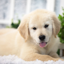 Golden Retriever Puppy Whiskey