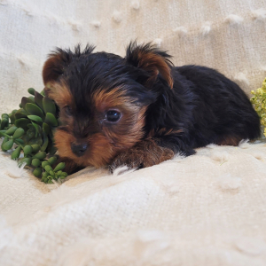 Yorkshire Terrier Puppy Robby