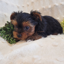 Yorkshire Terrier Puppy Robby