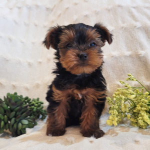 Yorkshire Terrier Puppy Robby