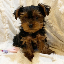 Yorkshire Terrier Puppy Robby
