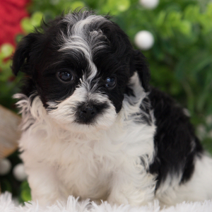 Maltipoo Puppy Mango