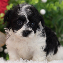 Maltipoo Puppy Mango