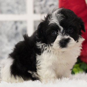 Maltipoo Puppy Mango