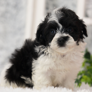 Maltipoo Puppy Mango