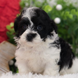 Maltipoo Puppy Mango