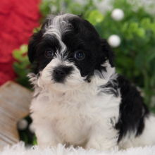 Maltipoo Puppy Mango
