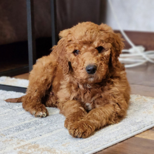 Goldendoodle Puppy Teddy Bear