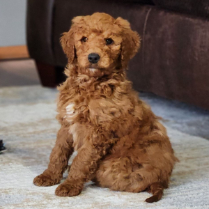 Goldendoodle Puppy Teddy Bear