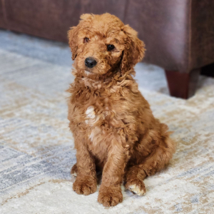 Goldendoodle Puppy Teddy Bear