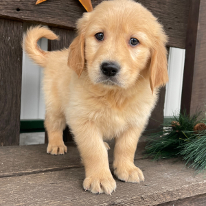 Golden Retriever Puppy Jimmie