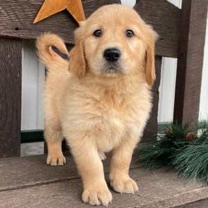 Golden Retriever Puppy Jimmie