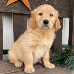 Golden Retriever Puppy Jimmie