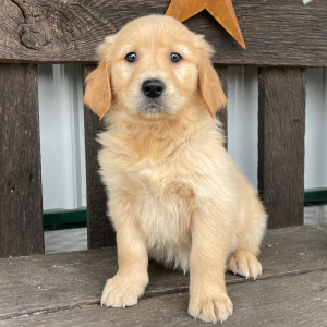 Golden Retriever Puppy Jimmie