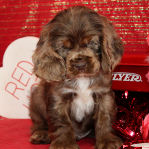 Cocker Spaniel Puppy Stu