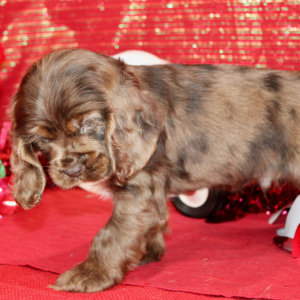 Cocker Spaniel Puppy Stu