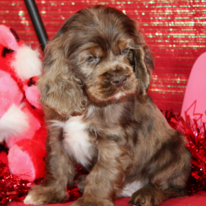 Cocker Spaniel Puppy Stu