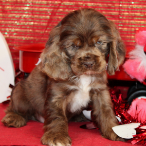 Cocker Spaniel Puppy Stu