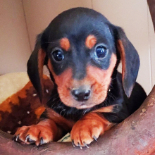 Dachshund Puppy Jax