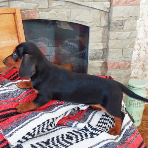 Dachshund Puppy Jax