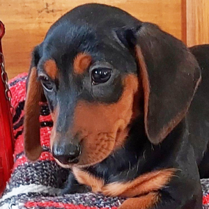 Dachshund Puppy Jax
