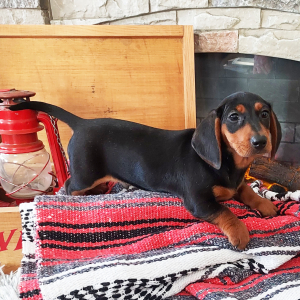 Dachshund Puppy Jax