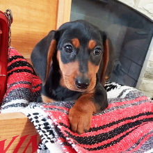 Dachshund Puppy Jax