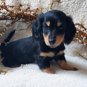 Dachshund Puppy Reece
