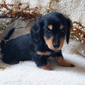 Dachshund Puppy Reece