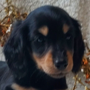 Dachshund Puppy Reece