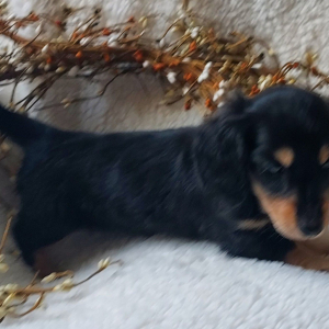 Dachshund Puppy Reece