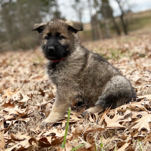 German Shepherd Dog Puppy Nala