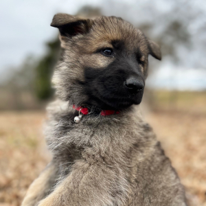 German Shepherd Dog Puppy Nala