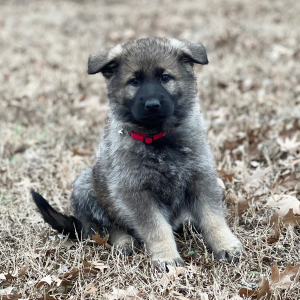 German Shepherd Dog Puppy Nala