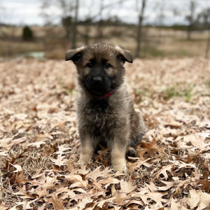 German Shepherd Dog Puppy Nala