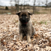 German Shepherd Dog Puppy Nala